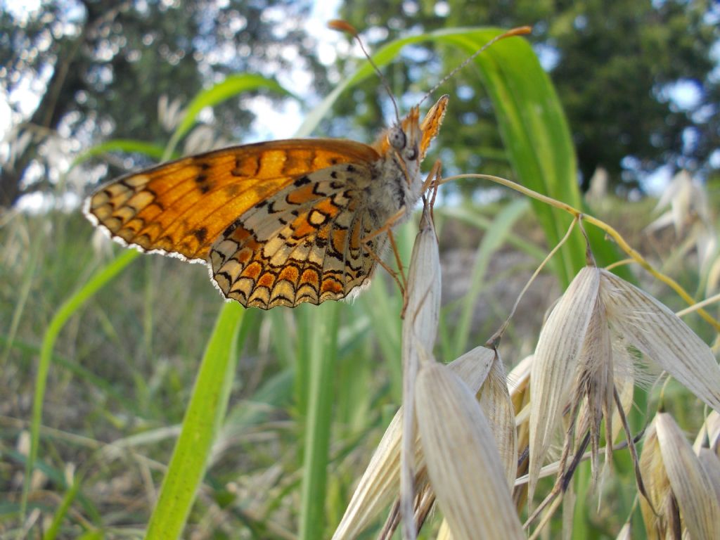 Ninfalide - Melitaea phoebe